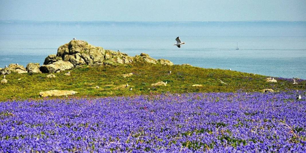 Şartları karşılayın burada huzurla yaşayın! Doğa tutkunları için biçilmiş kaftan: Gören bile hayran kalıyor! 3